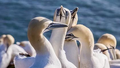 澳洲女足球场风暴，壮哉我华夏之儿女！