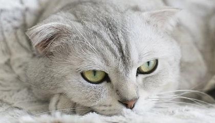 欧洲联赛擂台开战，球队拼搏风采十足