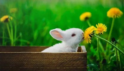 澳洲女足球场风暴，壮哉我华夏之儿女！